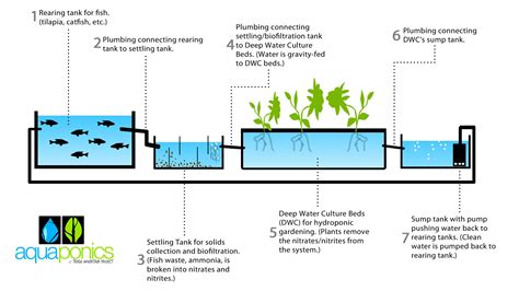 Aquaponics vs. Hydroponics vs. Ecoponics | Aquaponics, Aquaponics ...