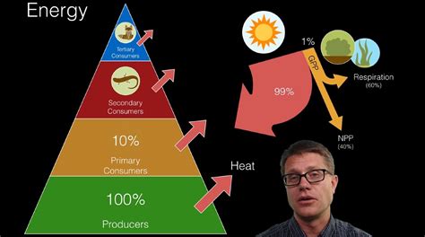 Week #9 10/29 Lesson 3 : Food Web - Lessons - Blendspace