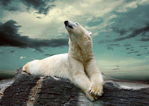 Download Animal Polar Bear 4k Ultra HD Wallpaper