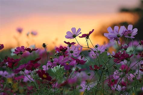 HD wallpaper: purple petaled flower, sunset, flowers, nature ...