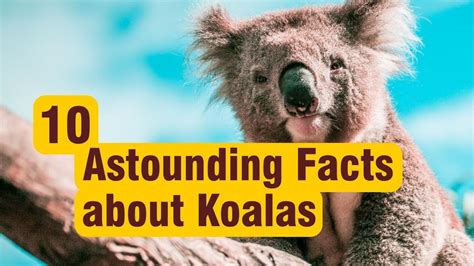 10 Astounding Facts about Koalas #koala #facts Koala Bears, Baby Koala ...