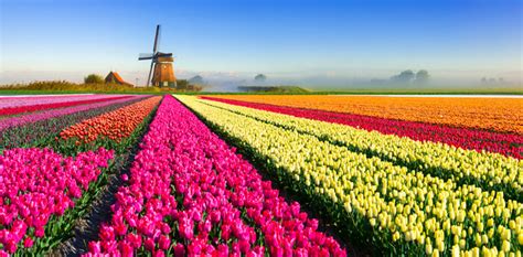 Tulips In The Netherlands History | Tulips Flower