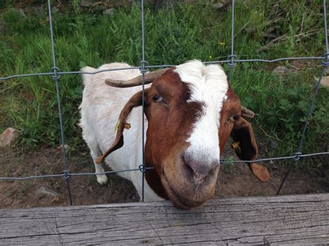 Fencing for Dairy Goats – Mother Earth News