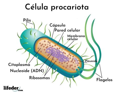 Célula procariota: características, partes, funciones, tipos (2023)