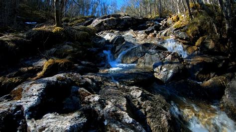 Calming nature sound of a stream in the spring forest