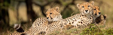 Wallpaper Some leopard cubs rest, wildlife 5120x2880 UHD 5K Picture, Image