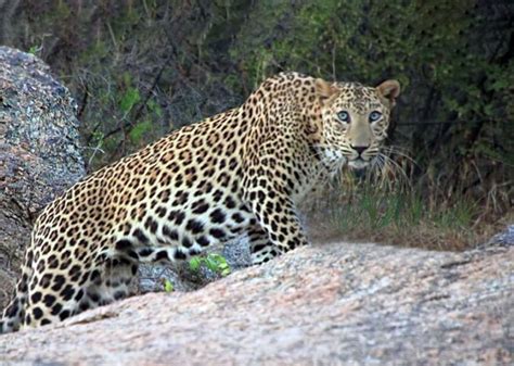 Best Leopard Safari Camp in Jawai - Thour Nature Resorts