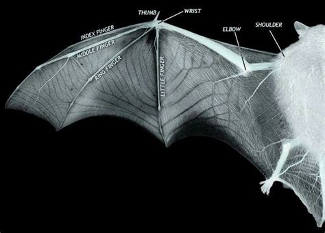 Pin by Nicoles Galaxy on Bat Love | Bat wings, Wing anatomy, Wings