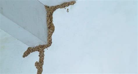 How To Tell If Termites Are Making A Meal Of Your New England House