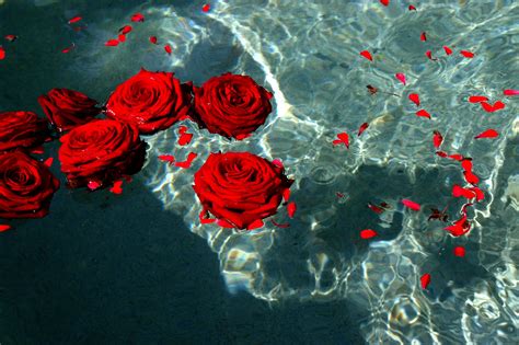 Red Rose Aesthetic Wallpapers - Wallpaper Cave