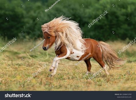 7,207 Horse Mini Images, Stock Photos & Vectors | Shutterstock