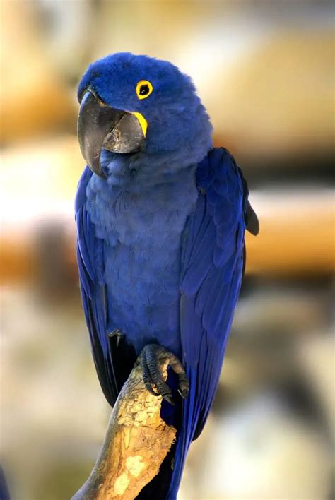 Blue Bird Names 96 [TOP & BEST] Names for Blue Birds - PetShoper