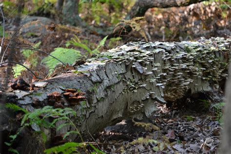 Bump on a log by MrsTodd on DeviantArt