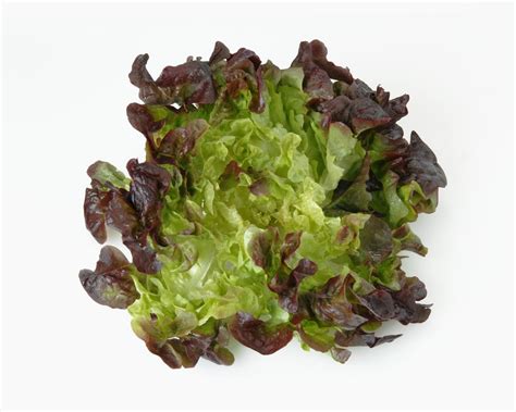 Lettuce Varieties - 16 Types of Lettuce