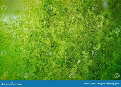 Thallophytic plant stock image. Image of grunge, aged - 95937815