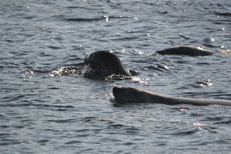 Seals, Farne Islands | Seals swimming off the Farne Islands ...