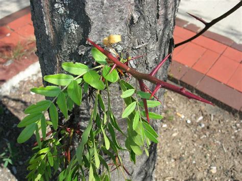 Gleditsia triacanthos (Fabaceae) image 24516 at PlantSystematics.org