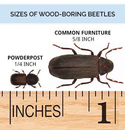 View Carpet Beetle Size Comparison Pics - Carpet Beetle New 2021