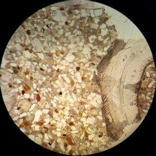 Thin section view of the limestone showing micritization features ...