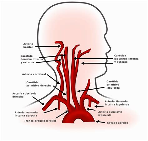 Generalidades del Sistema Cardiovascular