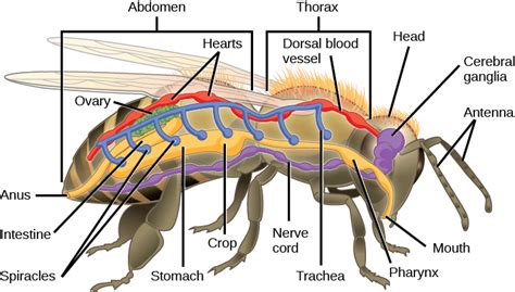 Subphylums of Arthropoda | Biology for Majors II