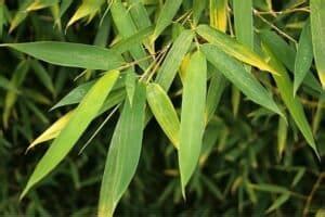 Bamboo Leaf Tea Health Benefits - Hair, Skin, Teeth and More!