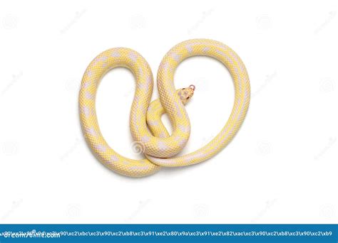 King Snake Isolated on White Stock Photo - Image of blood, cold: 126449204