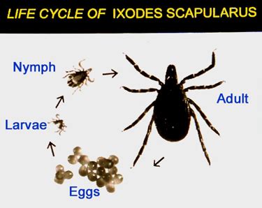 Blacklegged Tick or Deer Tick - Ixodes scapularis - North American ...