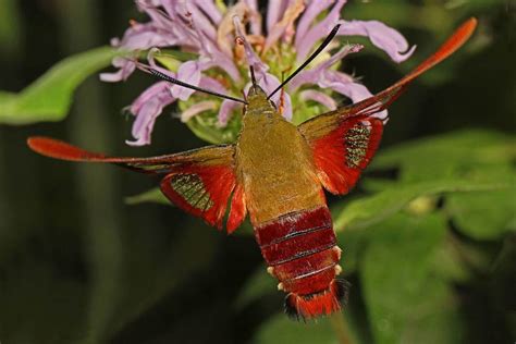 Hummingbird Moth Facts & Pictures: Moths That Look Like Hummingbirds (2022)