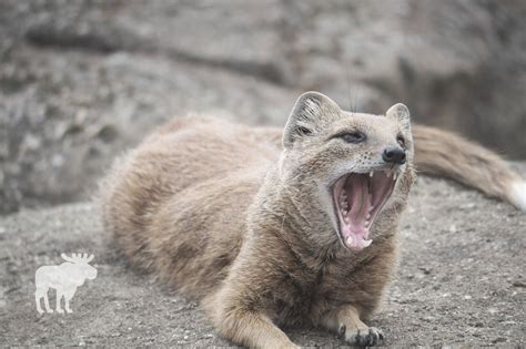 Mongoose Eating A Snake