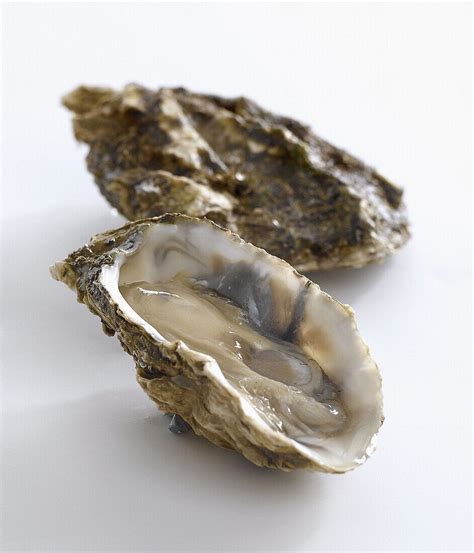 Giant oysters – License image – 70297016 lookphotos