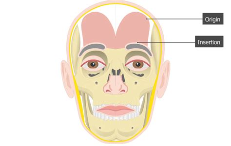 Frontalis Muscle - Attachments, Actions & Innervation | GetBodySmart