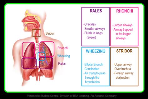 What Is The Difference Between Crackles Rales And Rhonchi - pingtopp