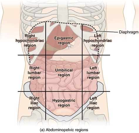 Anatomy Quadrants Anatomy Drawing Diagram | Images and Photos finder