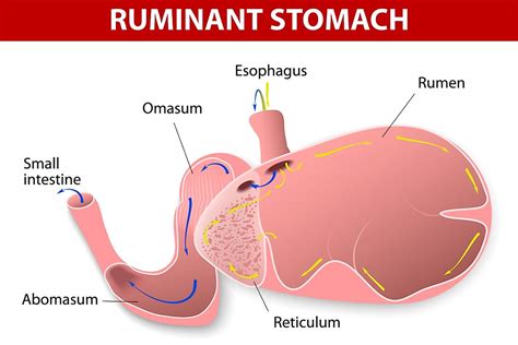 Which Animals Have Four Stomachs? - WorldAtlas