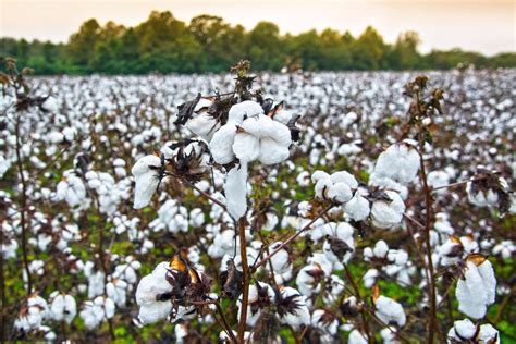 The Cotton Gin: Eli Whitney and the Impact on the U.S. Economy ...