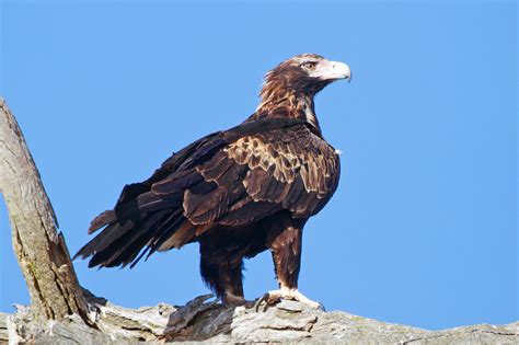 Wedge-tailed Eagle photos and wallpapers. Collection of the Wedge ...