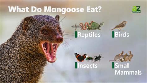 Mongoose - A-Z Animals