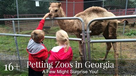 16 Adorable Petting Zoos in Georgia: A Few May Surprise You | Zoo ...