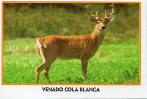 Animal Nacional De Honduras