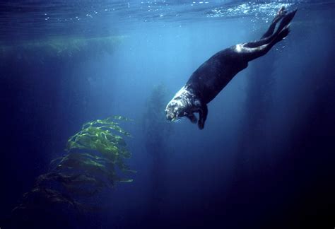 Sea Otters Helped Minimize Kelp Forest Loss in California, Study Finds ...