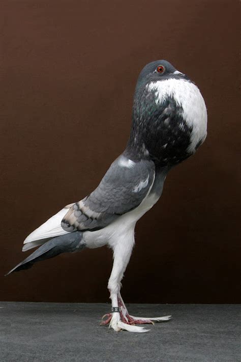 National Pigeon Association’s “Grand National” Pigeon Show | Amusing Planet