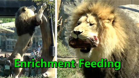 Lion Enrichment Feeding with Male Jabari, 2 Lioness Sisters, Cub ...