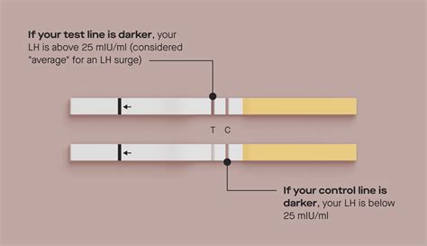 How the Modern Fertility Ovulation Test Strips work