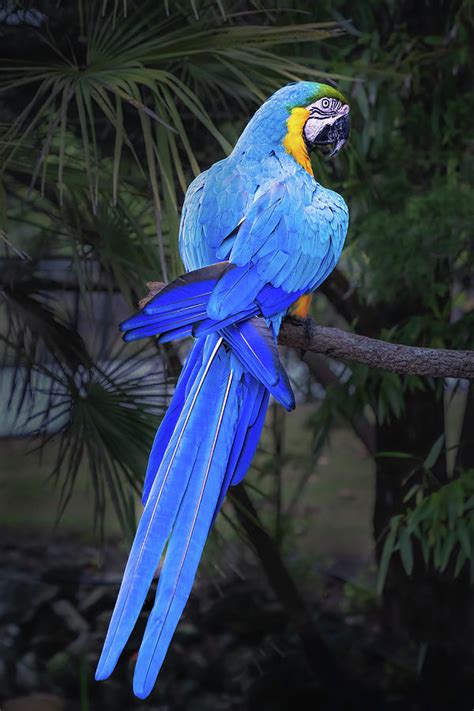 Beautiful Blue And Gold Macaw Photograph by Elvira Peretsman - Pixels