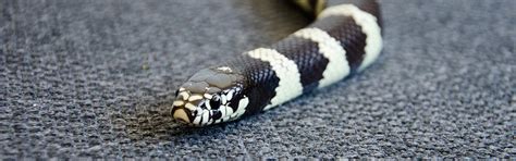 King Snake - Reptile Common Information Guide