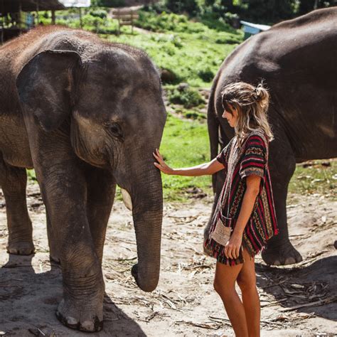 Are Elephant Sanctuaries Ethical? Exploring the Pros and Cons