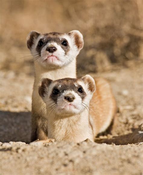 Weasels Are Built for the Hunt | The o'jays, Science and Hunt's