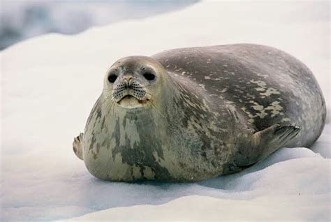 Foca-de-Weddell (Leptonychotes weddellii) Arendal, Big Animals ...