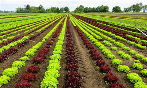 Fondos de pantalla : campo, vegetales, granja, lechuga, flor ...